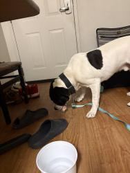 Found/Stray Male Dog last seen W Shaw, Fresno, CA 93722