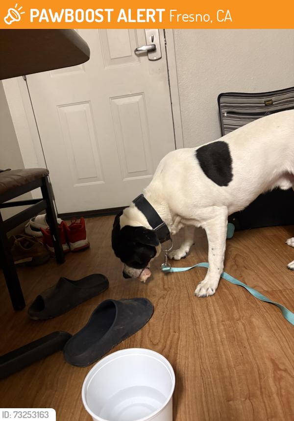 Found/Stray Male Dog last seen W Shaw, Fresno, CA 93722