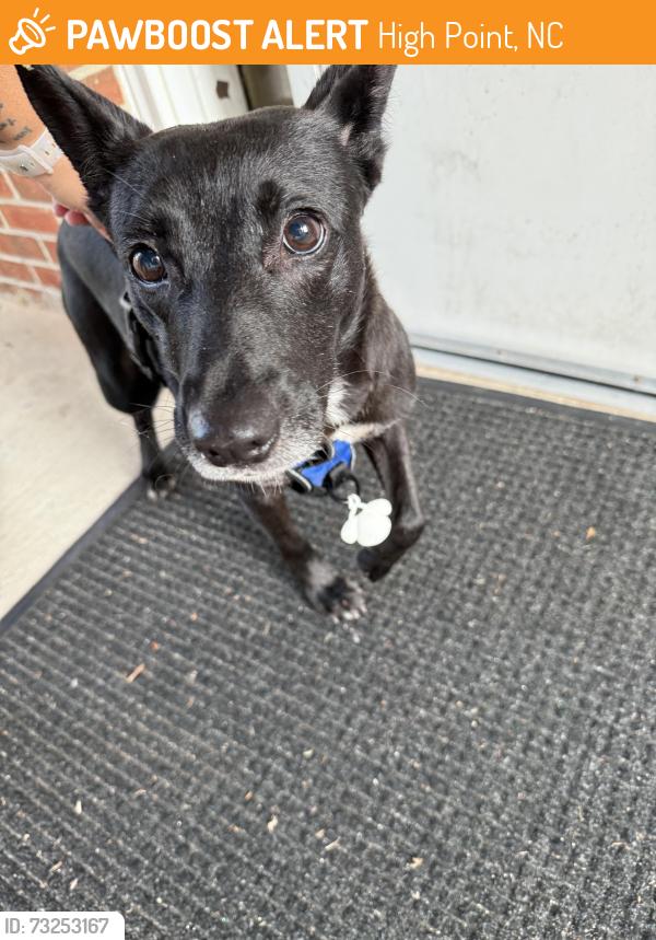 Found/Stray Female Dog last seen High Point Friends School, High Point, NC 27262