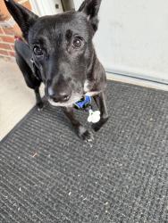 Found/Stray Female Dog last seen High Point Friends School, High Point, NC 27262