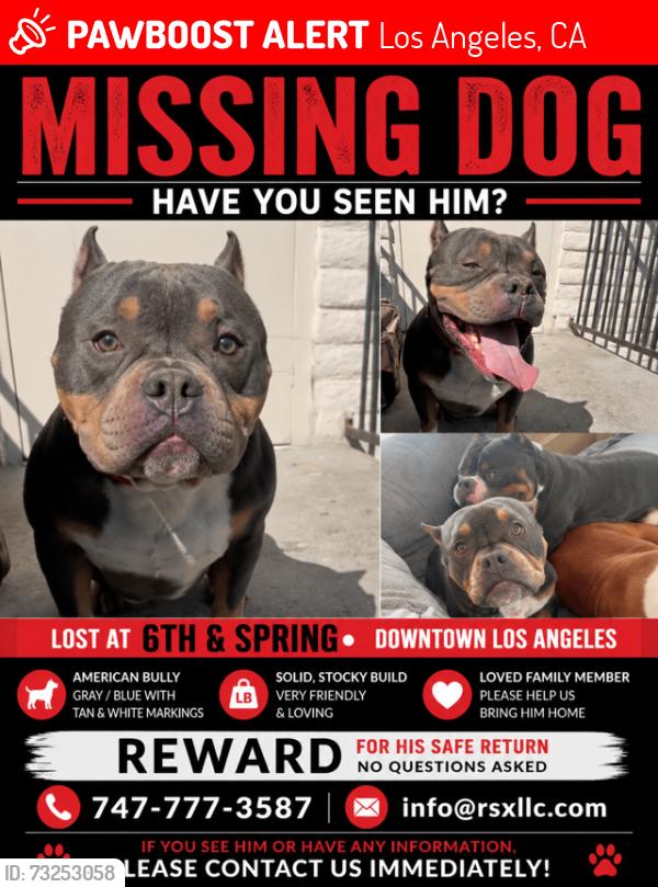 Lost Male Dog last seen 6th and spring street, Los Angeles, CA 90014