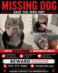 Lost Male Dog last seen 6th and spring street, Los Angeles, CA 90014