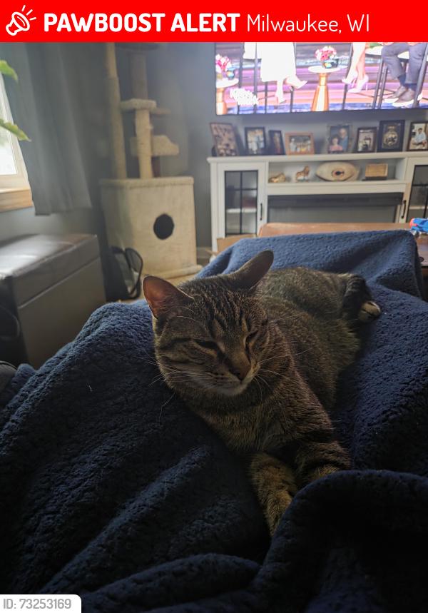 Lost Male Cat last seen Ramsey and Marilyn, Milwaukee, WI 53221