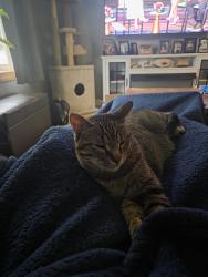 Lost Male Cat last seen Ramsey and Marilyn, Milwaukee, WI 53221