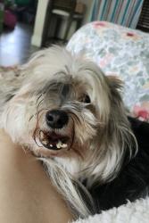Reunited Male Dog last seen 10th Ave and Congress, Palm Springs, FL 33461