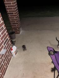 Found/Stray Unknown Cat last seen By the Arp School, Arp, TX 75750