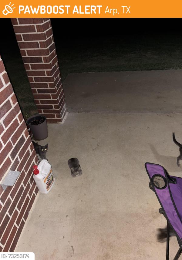 Found/Stray Unknown Cat last seen By the Arp School, Arp, TX 75750