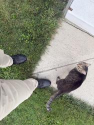 Found/Stray Female Cat last seen Country gardens, Lake City, PA 16423