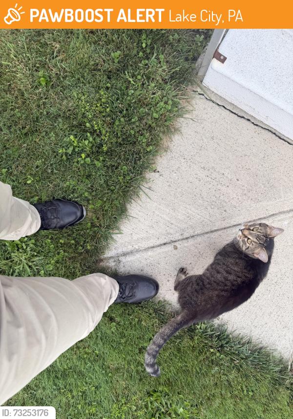 Found/Stray Female Cat last seen Country gardens, Lake City, PA 16423