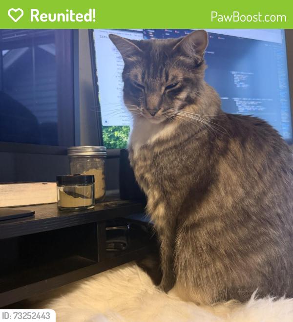 Reunited Male Cat last seen 41st, Oakland, CA 94601