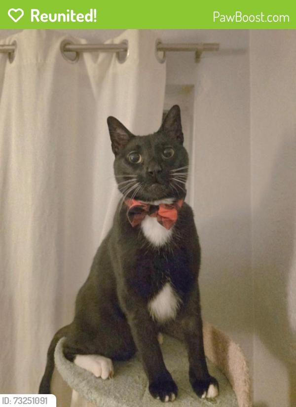 Reunited Male Cat last seen 8th Street S, St. Petersburg, FL 33705