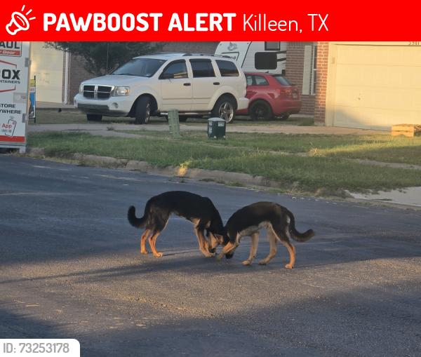 Lost Unknown Dog last seen Medina Drive, Killeen, TX 76542