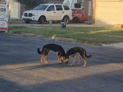 Lost Unknown Dog last seen Medina Drive, Killeen, TX 76542