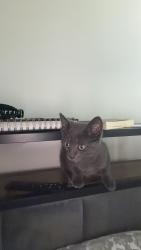 Reunited Male Cat last seen Near Loch Raven blvd The Metropolitan, Baltimore, MD 21239