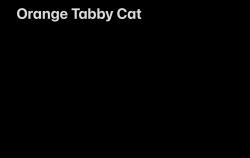 Found/Stray Unknown Cat last seen Ran across Erby Campbell by Walmart, ran into a field, Royse City, TX 75189