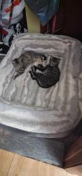 Lost Male Cat last seen Hickorywood, Fayetteville, NC 28314