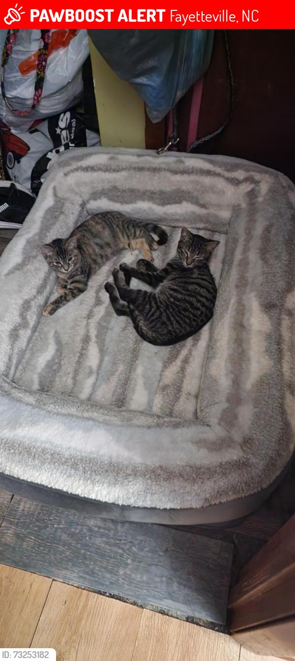 Lost Male Cat last seen Hickorywood, Fayetteville, NC 28314