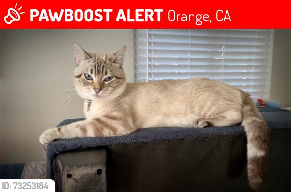 Lost Male Cat last seen La Veta & Center St, Orange, CA 92866