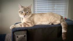 Lost Male Cat last seen La Veta & Center St, Orange, CA 92866