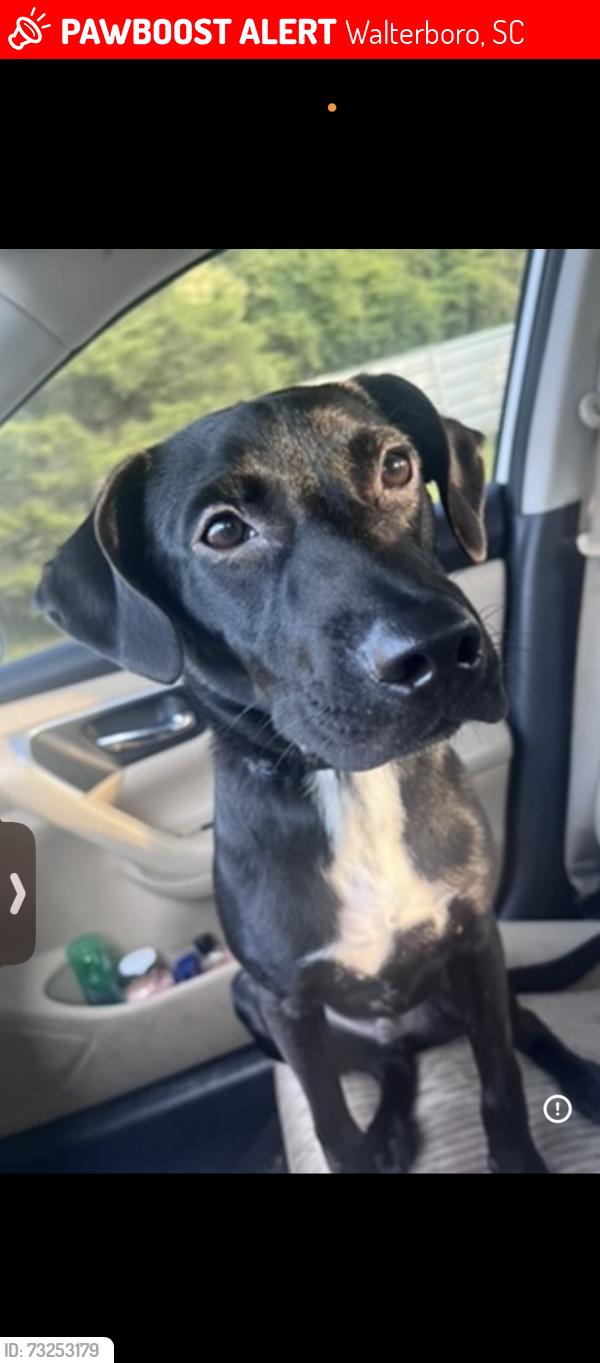 Lost Female Dog last seen Animal Shelter, Walterboro, SC 29488