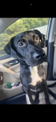 Lost Female Dog last seen Animal Shelter, Walterboro, SC 29488