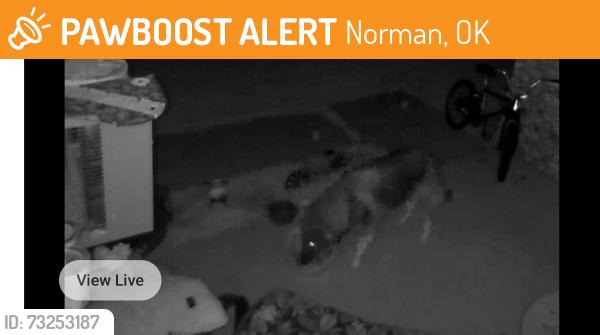 Found/Stray Unknown Dog last seen Alameda, Norman, OK 73071