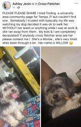 Lost Female Dog last seen Fletcher, Tampa, FL 33613