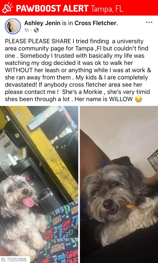 Lost Female Dog last seen Fletcher, Tampa, FL 33613
