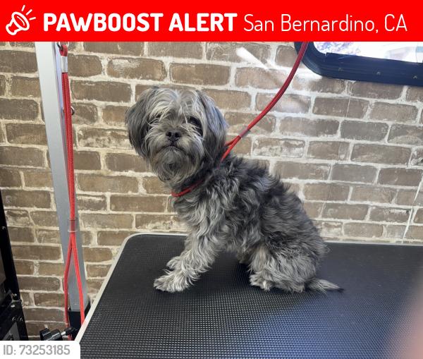 Lost Male Dog last seen Rosena Ranch, San Bernardino, CA 92407