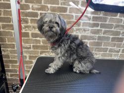 Lost Male Dog last seen Rosena Ranch, San Bernardino, CA 92407