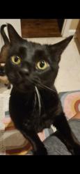 Reunited Male Cat last seen Country club, Mansfield, TX 76063
