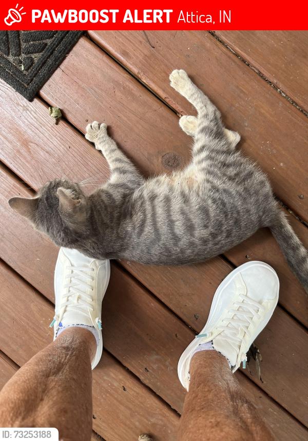 Lost Female Cat last seen Bean field behind Paws and Claws, Attica, IN 47918