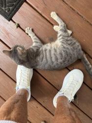 Lost Female Cat last seen Bean field behind Paws and Claws, Attica, IN 47918