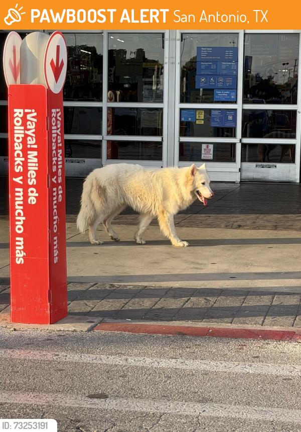Found/Stray Unknown Dog last seen Walmart, San Antonio, TX 78223