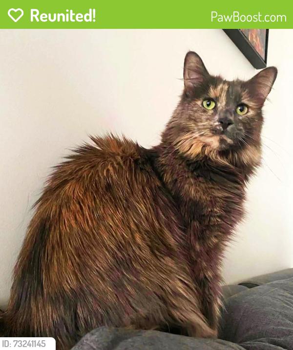 Reunited Female Cat last seen The alley between Ave de Lorimier and Bordeaux, between Masson and Laurier., Montréal, QC H2H 2C2