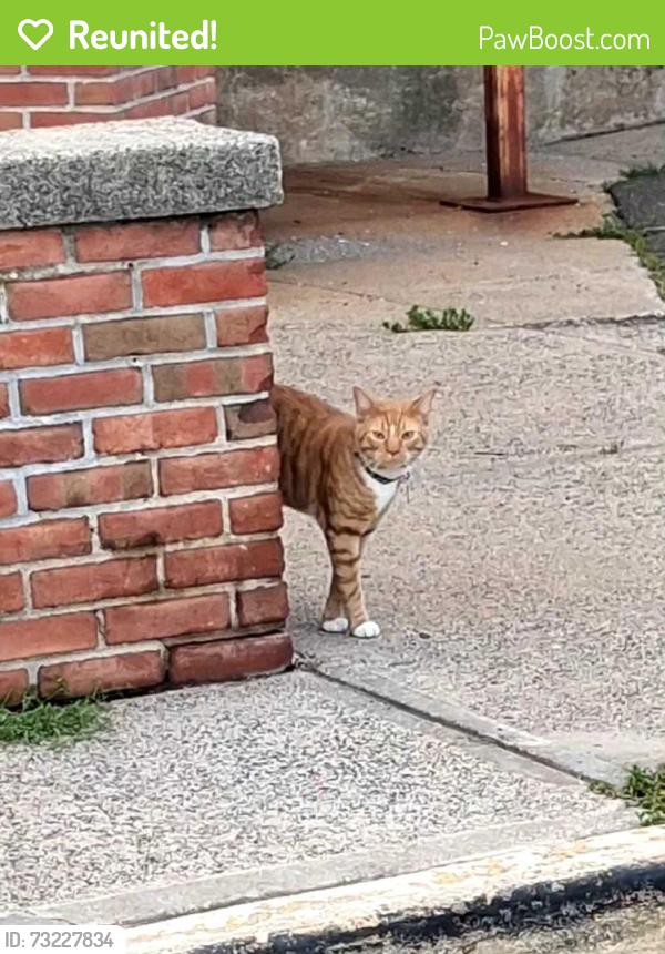 Reunited Unknown Cat last seen Warren st and Atlantic st, Bridgeport, CT 06604