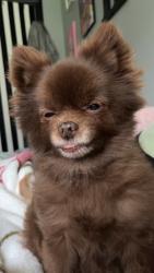 Lost Female Dog last seen Watauga rd across the street from the dollar general, Abingdon, VA 24211
