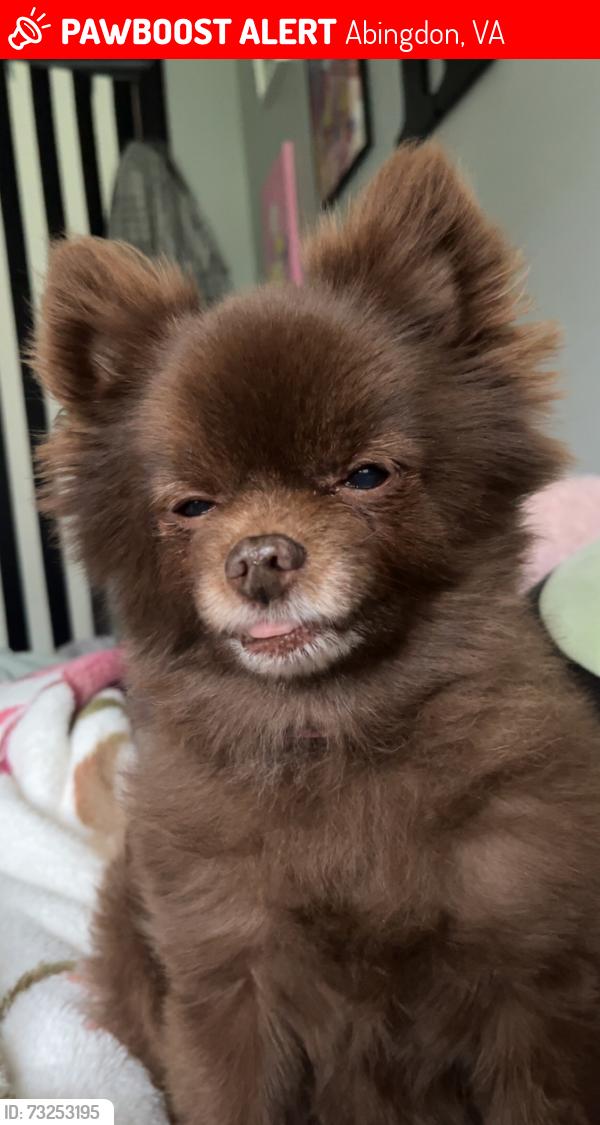 Lost Female Dog last seen Watauga rd across the street from the dollar general, Abingdon, VA 24211