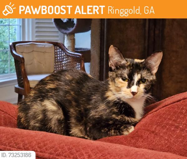 Found/Stray Female Cat last seen Ringgold, Ringgold, GA 30736