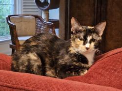 Found/Stray Female Cat last seen Ringgold, Ringgold, GA 30736