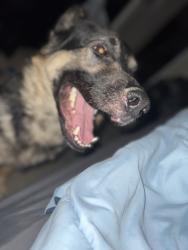 Lost Male Dog last seen Near Kolbe ct, Conroe, TX 77303