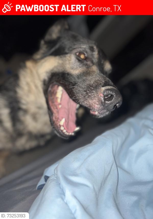Lost Male Dog last seen Near Kolbe ct, Conroe, TX 77303