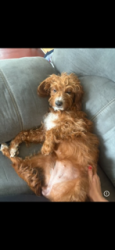 Reunited Female Dog last seen Broadview, Lorain, OH 44053