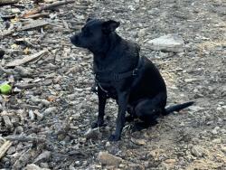 Lost Male Dog last seen Battle Creek Dog Park, Maplewood, MN 55119