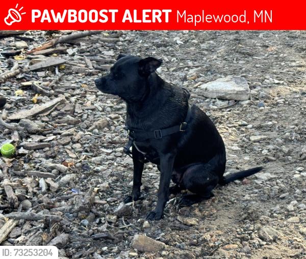 Lost Male Dog last seen Battle Creek Dog Park, Maplewood, MN 55119