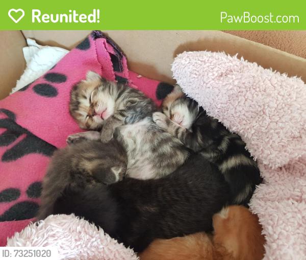 Reunited Female Cat last seen Solihull, Greater London, England HA8 6RT