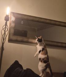 Lost Female Cat last seen Rhiw Las, Rhiw Tremain, Bryn Bragle, Brackla, Cymru CF31 2LF