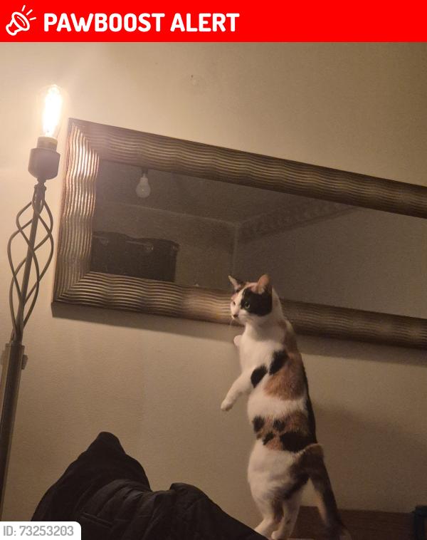 Lost Female Cat last seen Rhiw Las, Rhiw Tremain, Bryn Bragle, Brackla, Cymru CF31 2LF