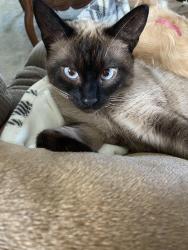 Reunited Male Cat last seen Brick School hse Rd, Hamlin, NY 14464