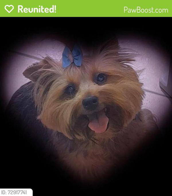 Reunited Female Dog last seen Rua Avelino Mariano Pena 1160 Suzano, Parque Cerejeiras, SP 08630-180